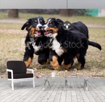 Picture of Bernese Mountain Dog puppies for a walk